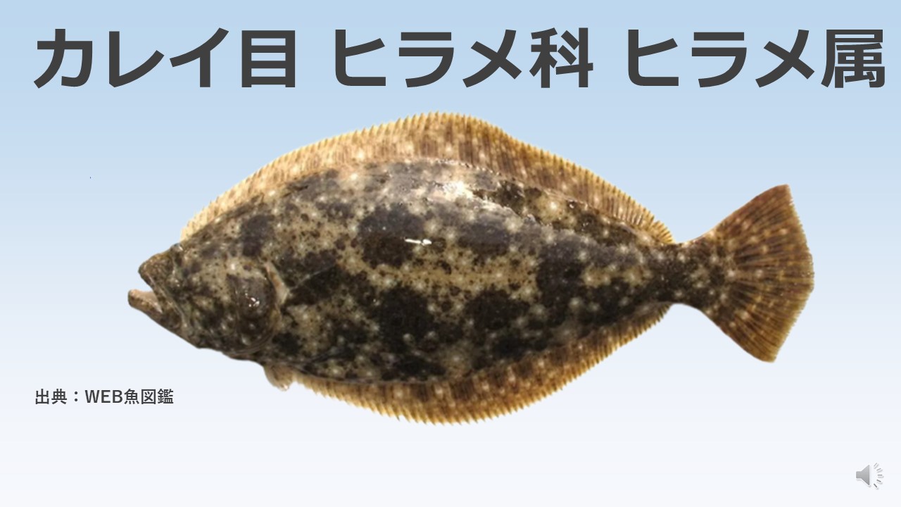 【ヒラメ(平目)】釣り方入門編 生態と場所ポイントとタックル | 釣りって、学べる。